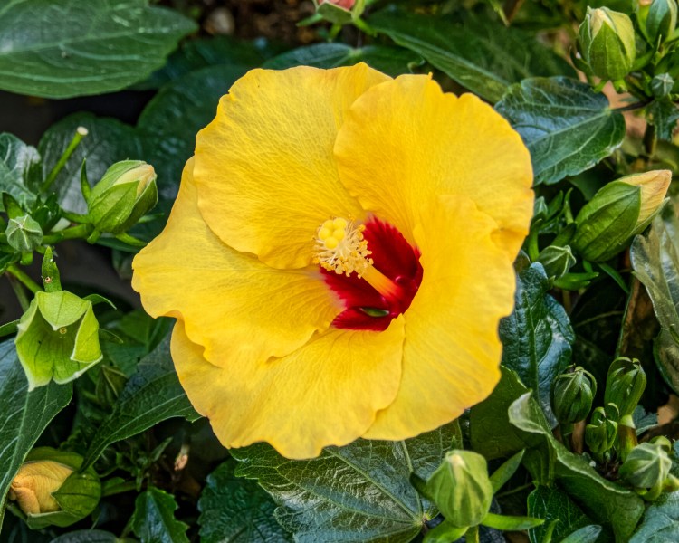 The yellow Hawaiian hibiscus is the state flower. 
