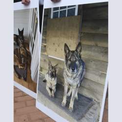 Dogs Killed Hunter Charged