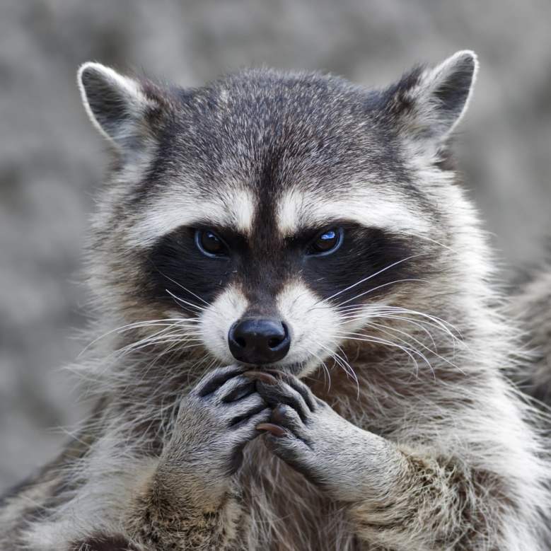 Rabies in central Maine: What to know