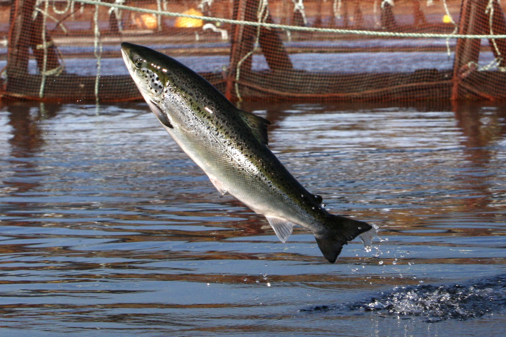 Offshore Salmon Farming