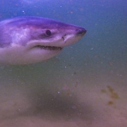 Cape Cod Sharks