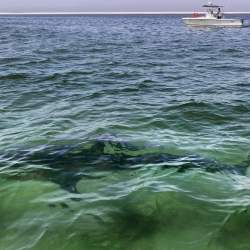 Shark Bites-Explainer