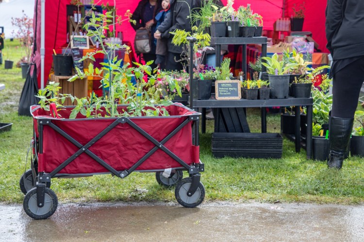 Like so much else, local plant sales are more complicated than they used to be. 