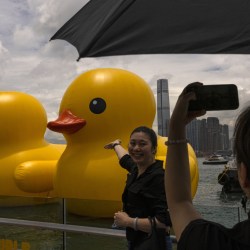 Hong Kong Giant Ducks