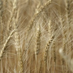 Wheat Ukraine Dam