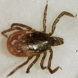 Tick Trick