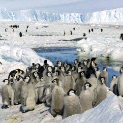 Emperor Penguins Climate