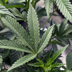 Marijuana New York
