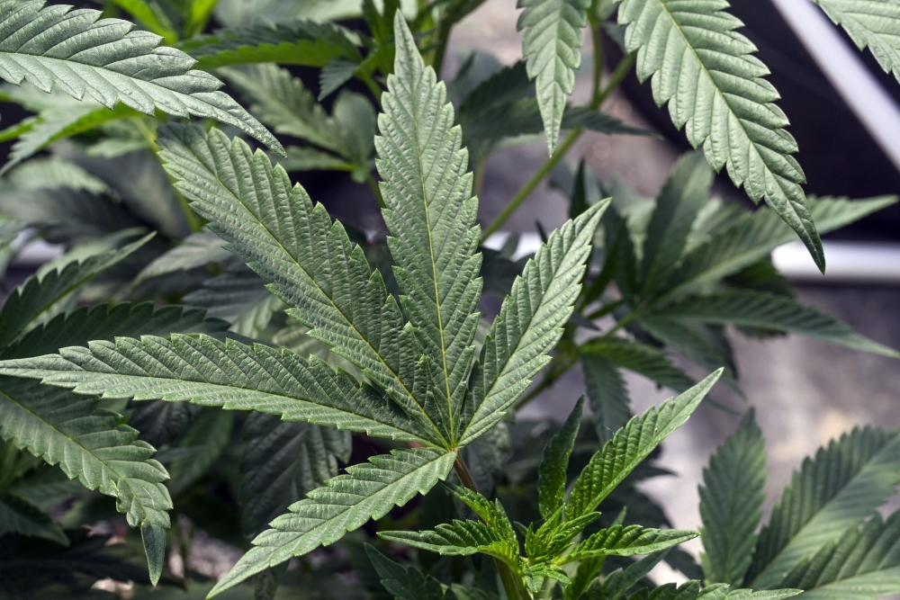 Marijuana New York