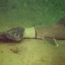 Baby Shark Rescue