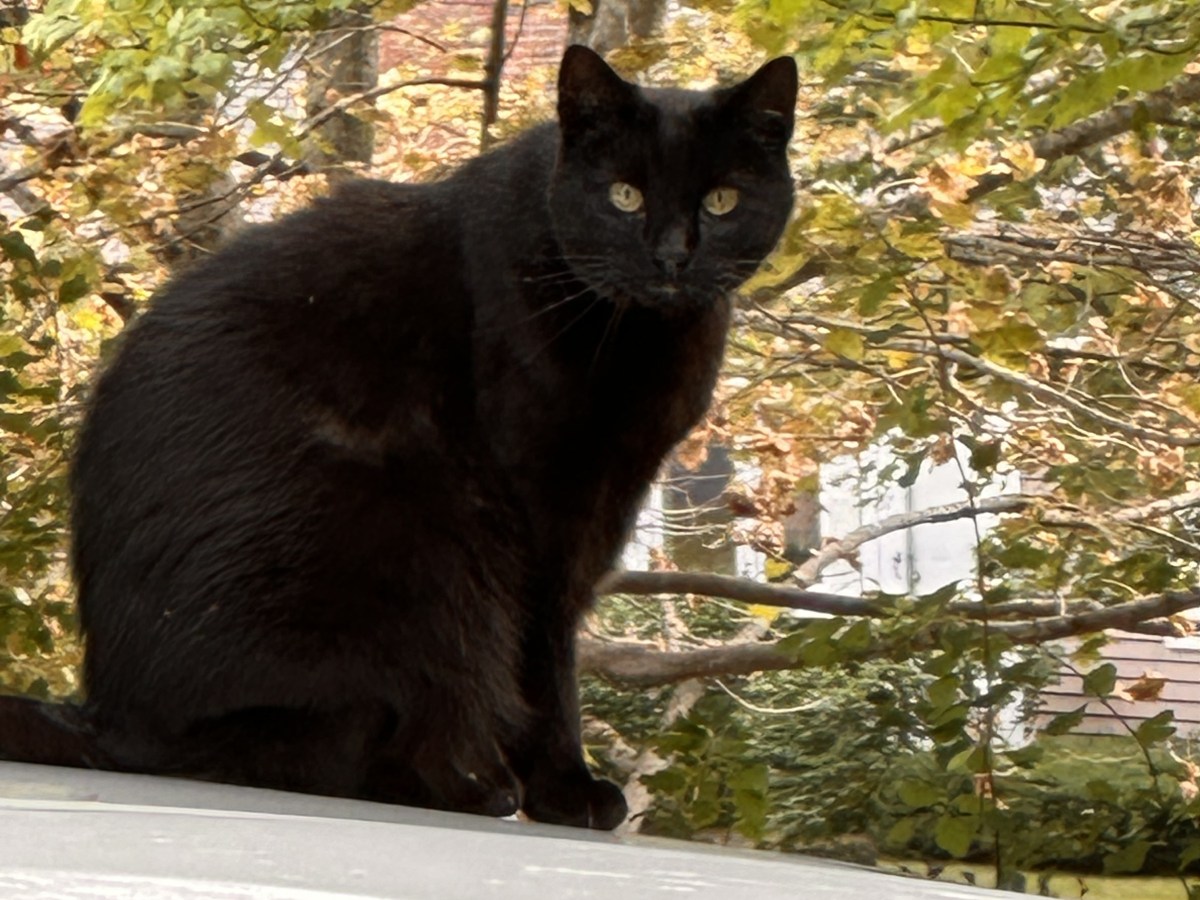 A black cat sits atop J.P. Devine's car roof recently.