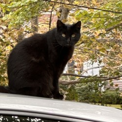 A black cat sits atop J.P. Devine's car roof recently.