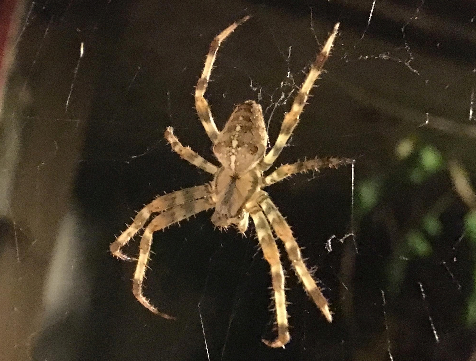Backyard Naturalist: To dream like a spider