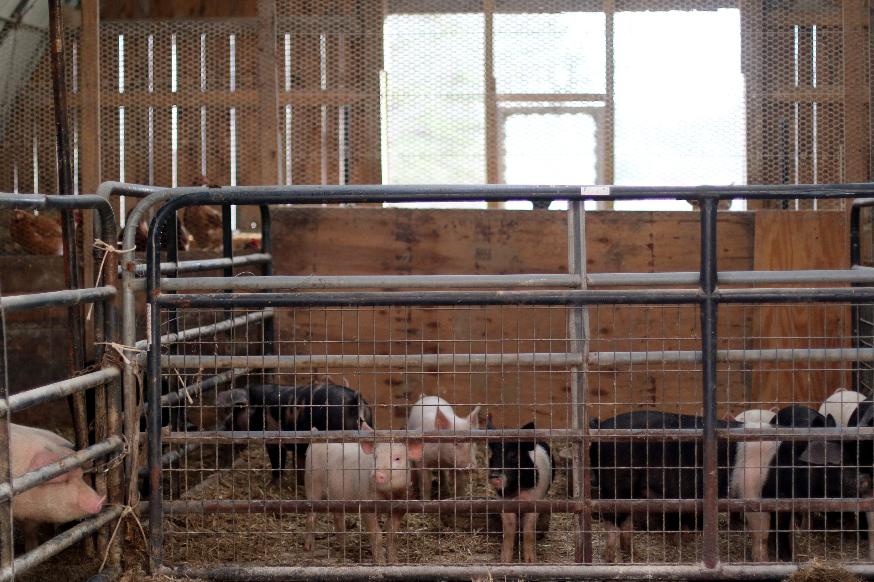 Balfour Farm gallery Kennebec Journal and Morning Sentinel