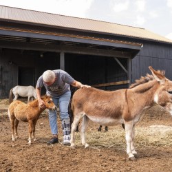Mini Farm Animals