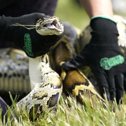 Python Challenge Florida