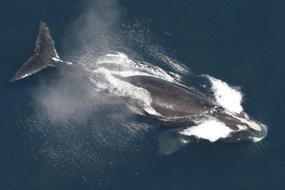 Right Whale Deaths