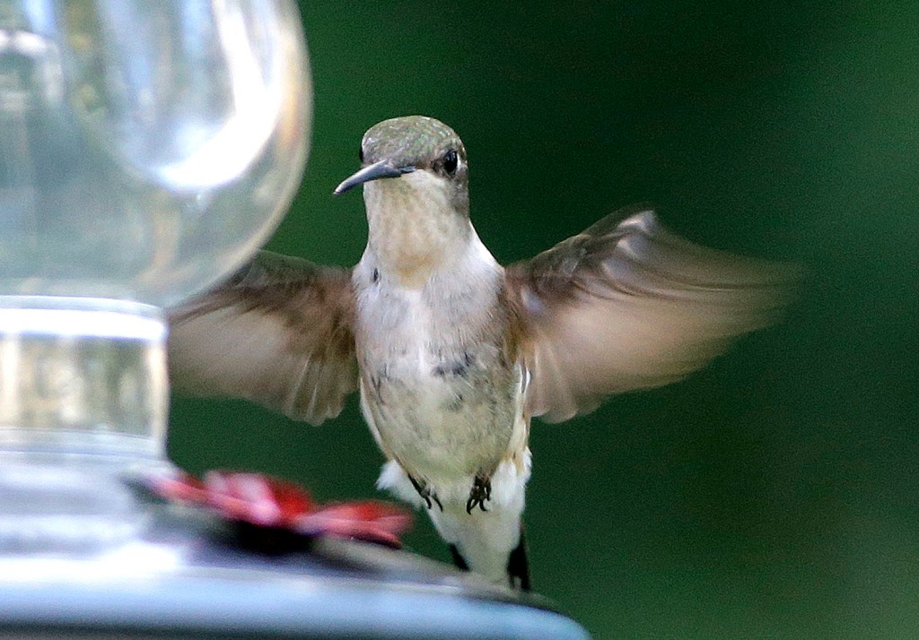 Ask Maine Audubon Keep those hummingbird feeders up