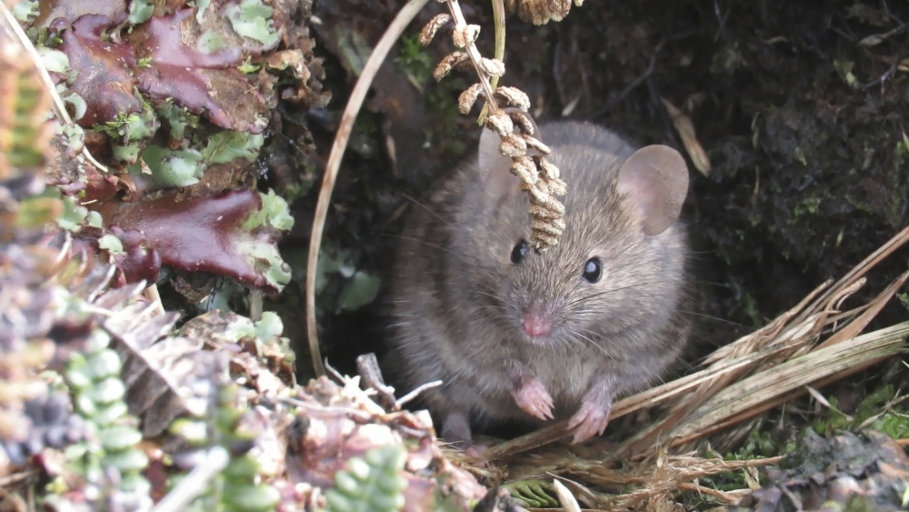 Climate Mouse Island