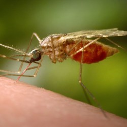 Mosquito Illnesses