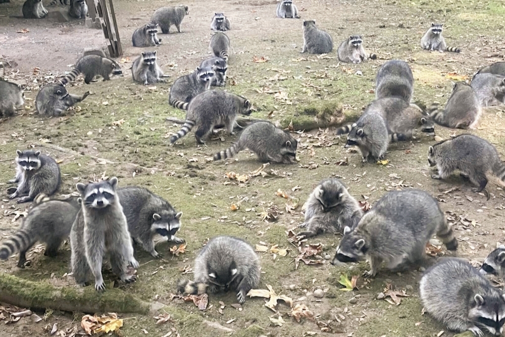 Raccoon Invasion