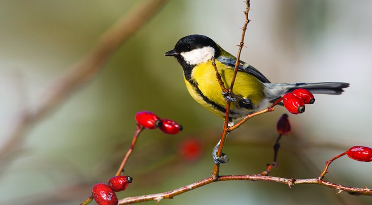 Great tit, parus major, sitting on rosehip in autumn nature. Colorful bird looking around from bush with red berries in fall. Small yellow feathered animal resting on tiny twig.