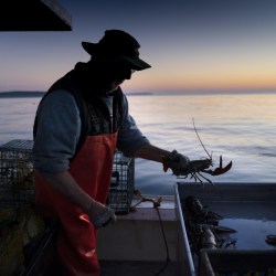 Lobster Fishing Rules