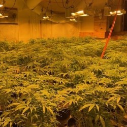 plants growing