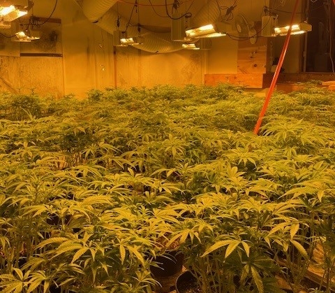 plants growing