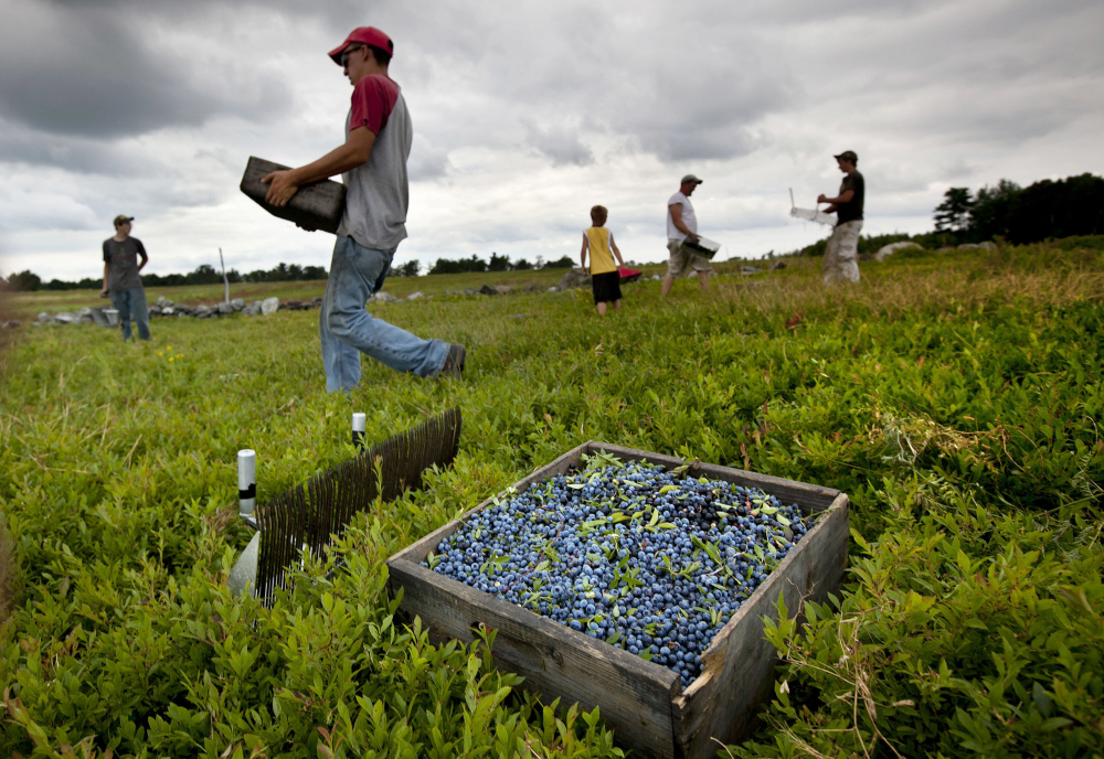 Wild Blueberries
