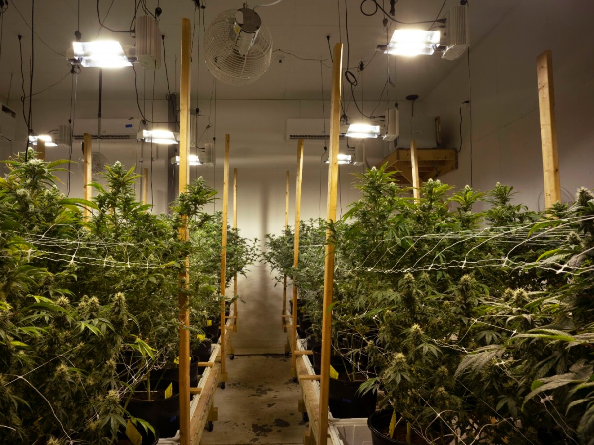 Maine cannabis sales mellow out as recreational industry marks 5th anniversary