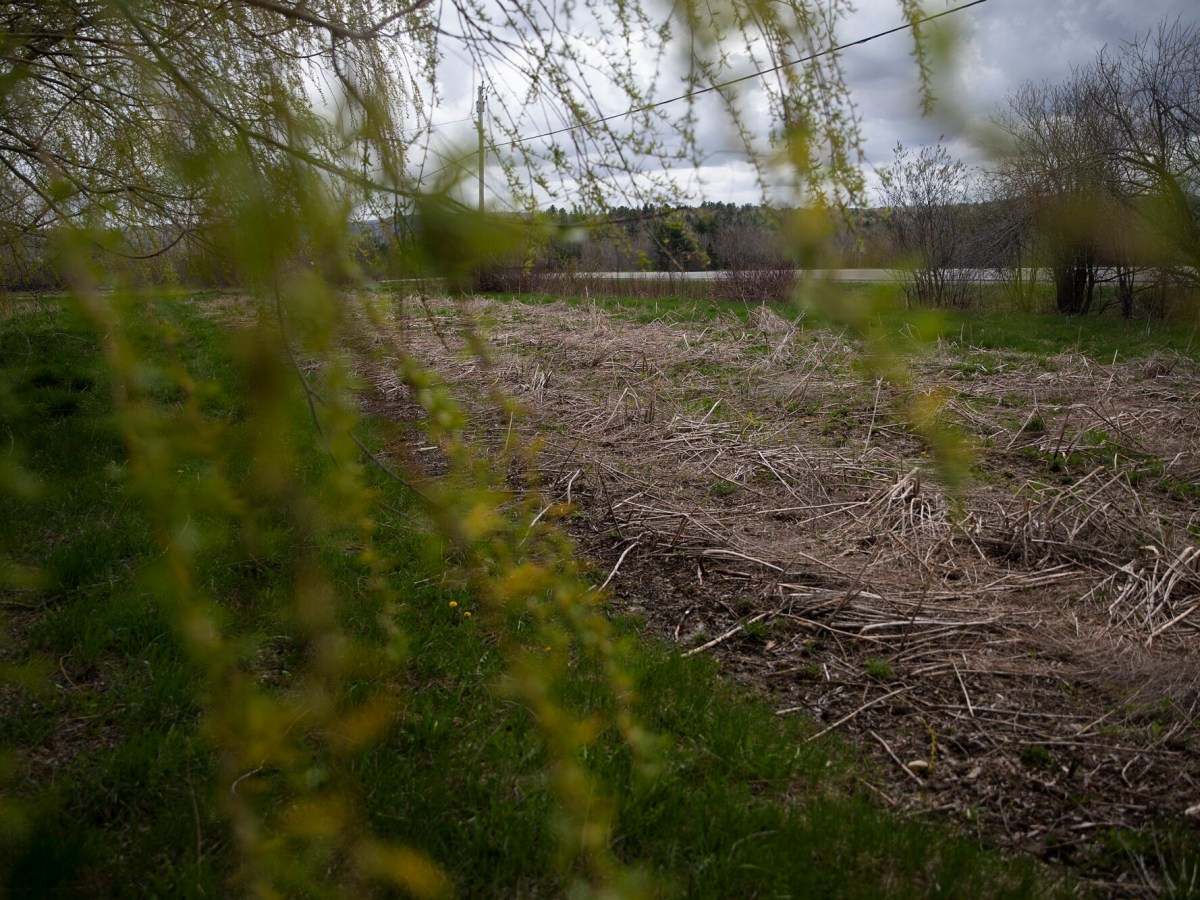 Maine offers free medical tests for residents exposed to PFAS