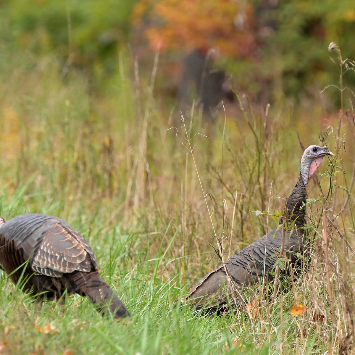 Wild turkeys in Augusta, Open Creamery Day in Unity among Week in Photos