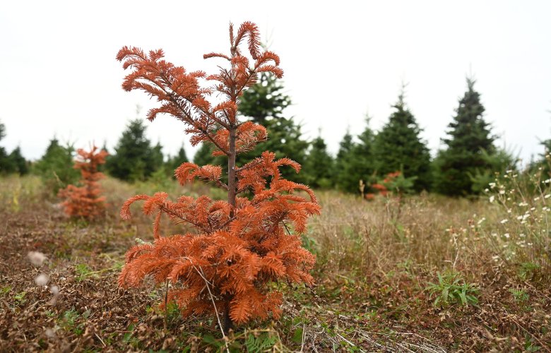 Maine Christmas tree harvest expected to be strong, despite lengthy drought