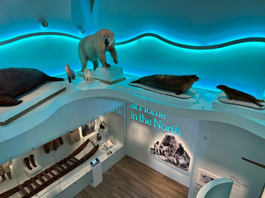 The new building housing Bowdoin College’s Peary-MacMillan Arctic Museum has an elevator big enough to transfer large exhibits, including the taxidermied Arctic animals seen here from a second floor overlook. Mikayla Patel/The Forecaster