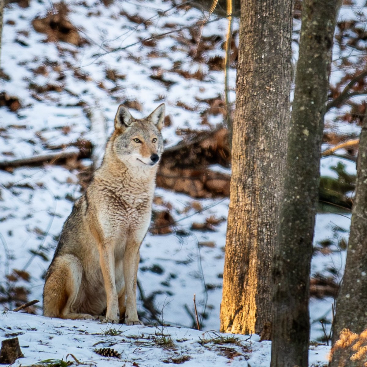 Maine hunters turning attention from deer to wily coyotes