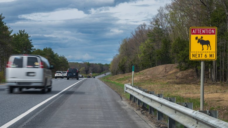 It’s peak moose collision season in Maine. Here’s what to know on the roads.