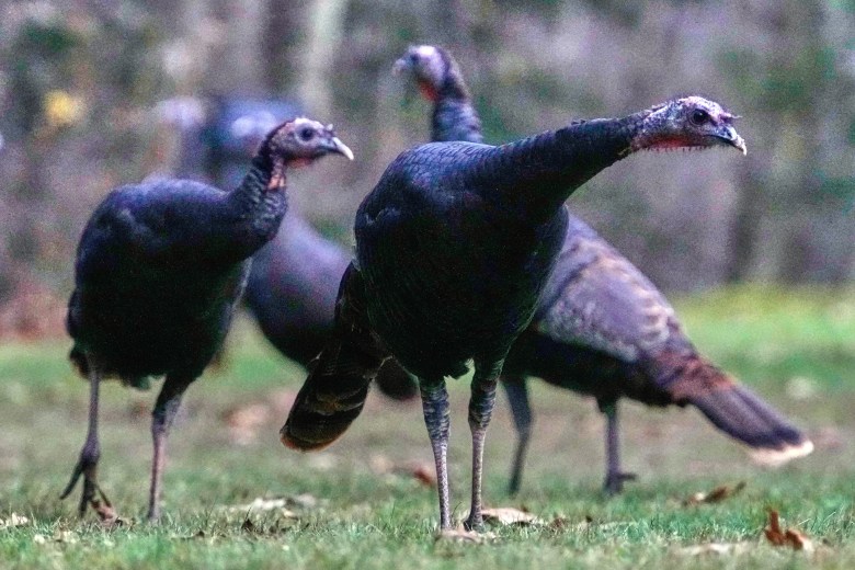 Don’t be fooled by that turkey in your yard