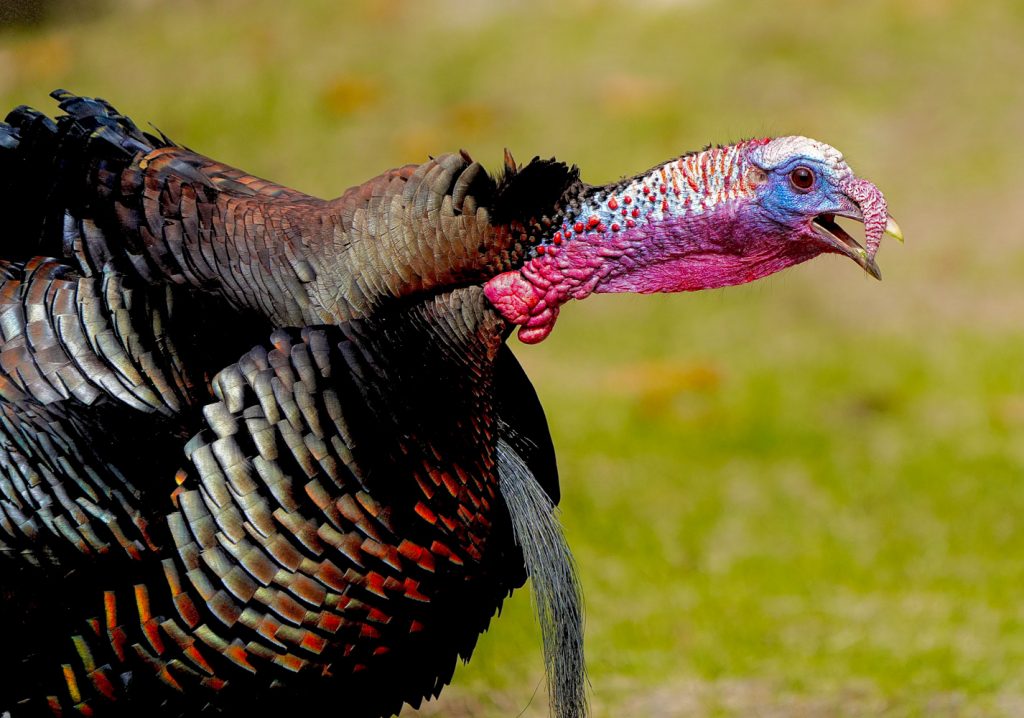 Do you hunt turkeys or are you a real turkey hunter?