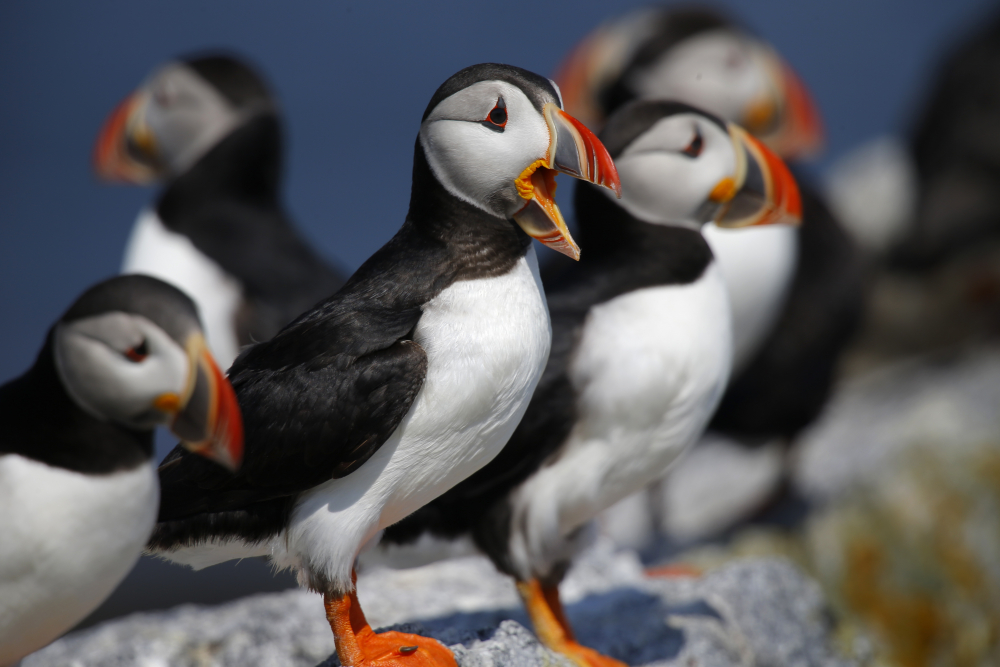 Puffin_Rebound_20173