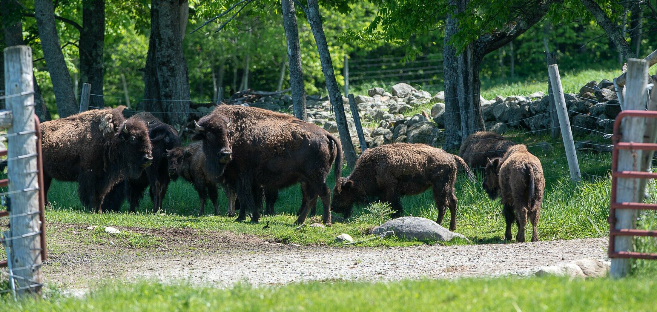 Beech Hill Farm & Bison Ranch in Waterford Kennebec Journal and